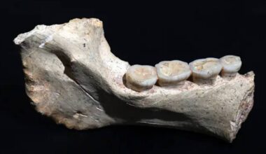 Fósseis de 773 mil anos descobertos no Marrocos podem preencher lacuna na evolução humana