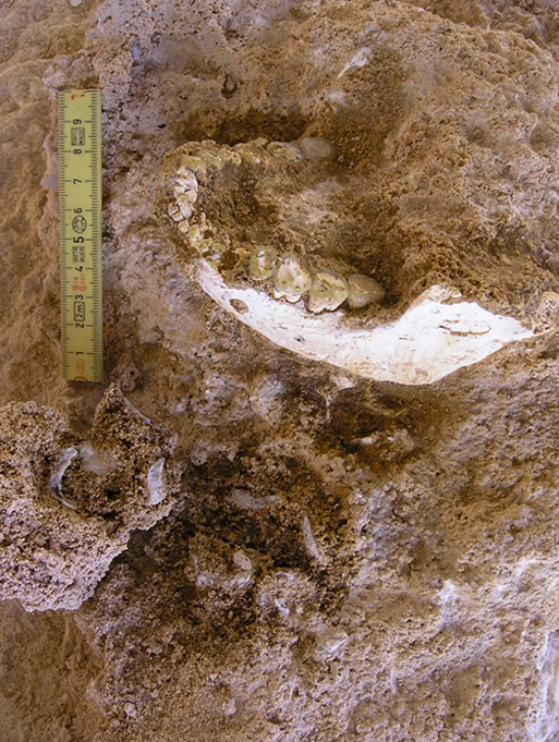 Fotografia do Thomas Quarry I, Grotte à Hominidés: Mandible ThI-GH-10717 durante a escavação.