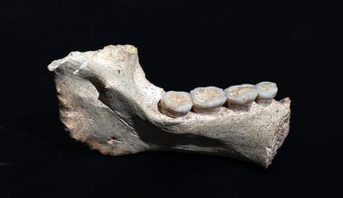 Descoberta de fósseis: é preciso reescrever a história da Humanidade?