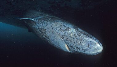A ciência achava que este tubarão que vive por 400 anos era cego. Um novo estudo diz que não é bem assim.