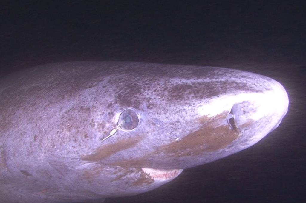 Fotografia do tubarão-da-Groenlândia vive nas profundezas escuras do oceano.