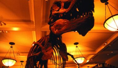 T. Rex levava até 40 anos para atingir o tamanho adulto, aponta estudo