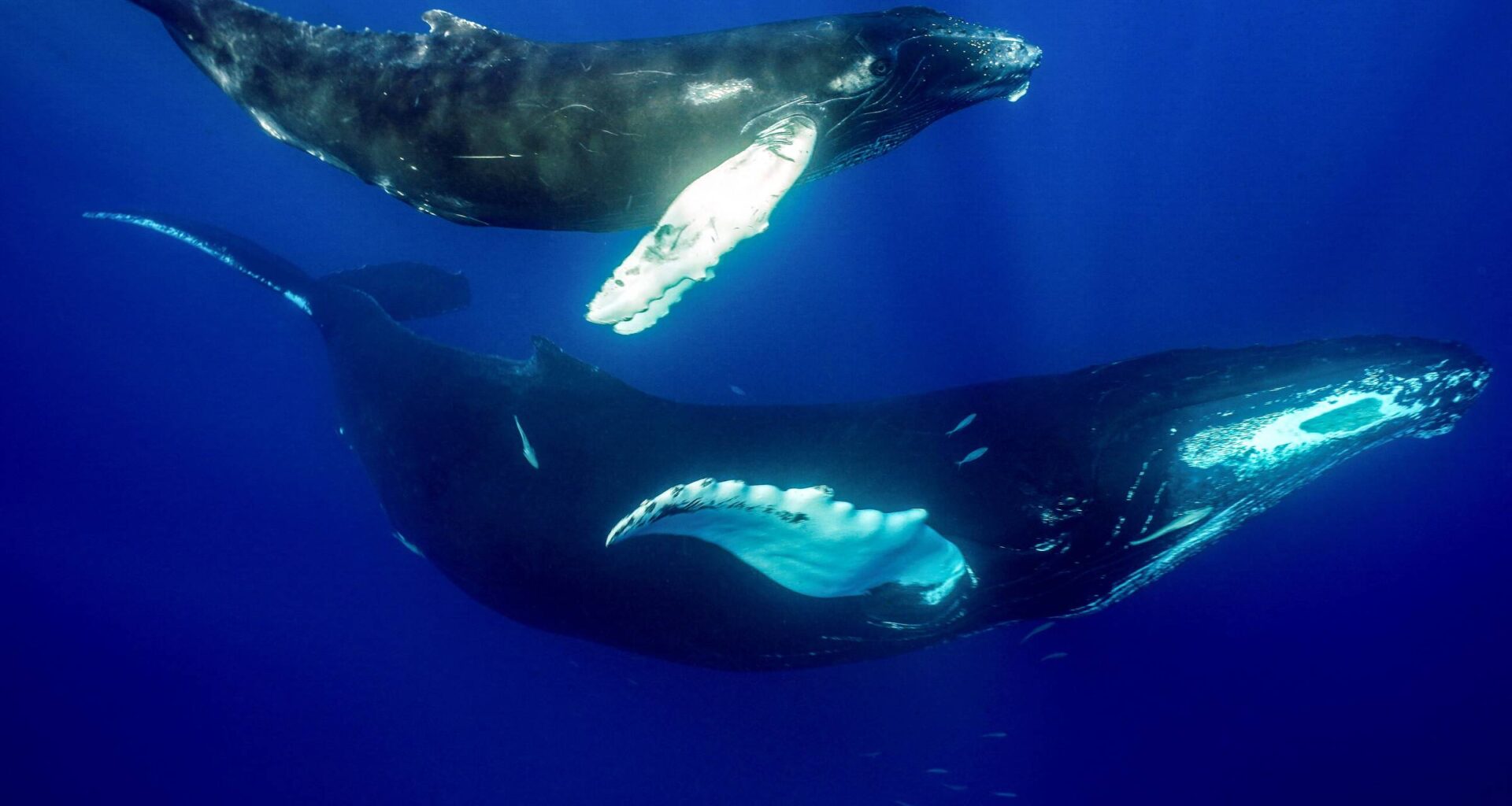 Como os inventores encontram inspiração na evolução - 05/01/2026 - Ciência