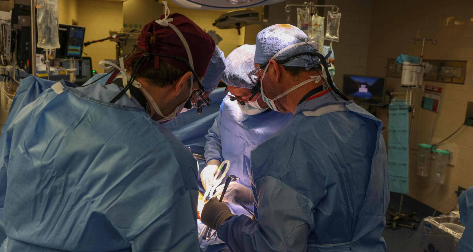 Rim de porco: como sistema imunológico reage a transplante - 09/01/2026 - Equilíbrio e Saúde