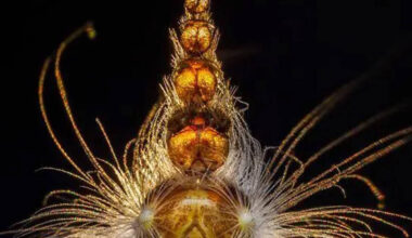 As melhores fotografias da natureza de 2025 - 26/12/2025 - Você viu?