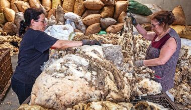 A lã portuguesa está por um fio: “Estamos a deitar ao lixo matéria-prima nobre”