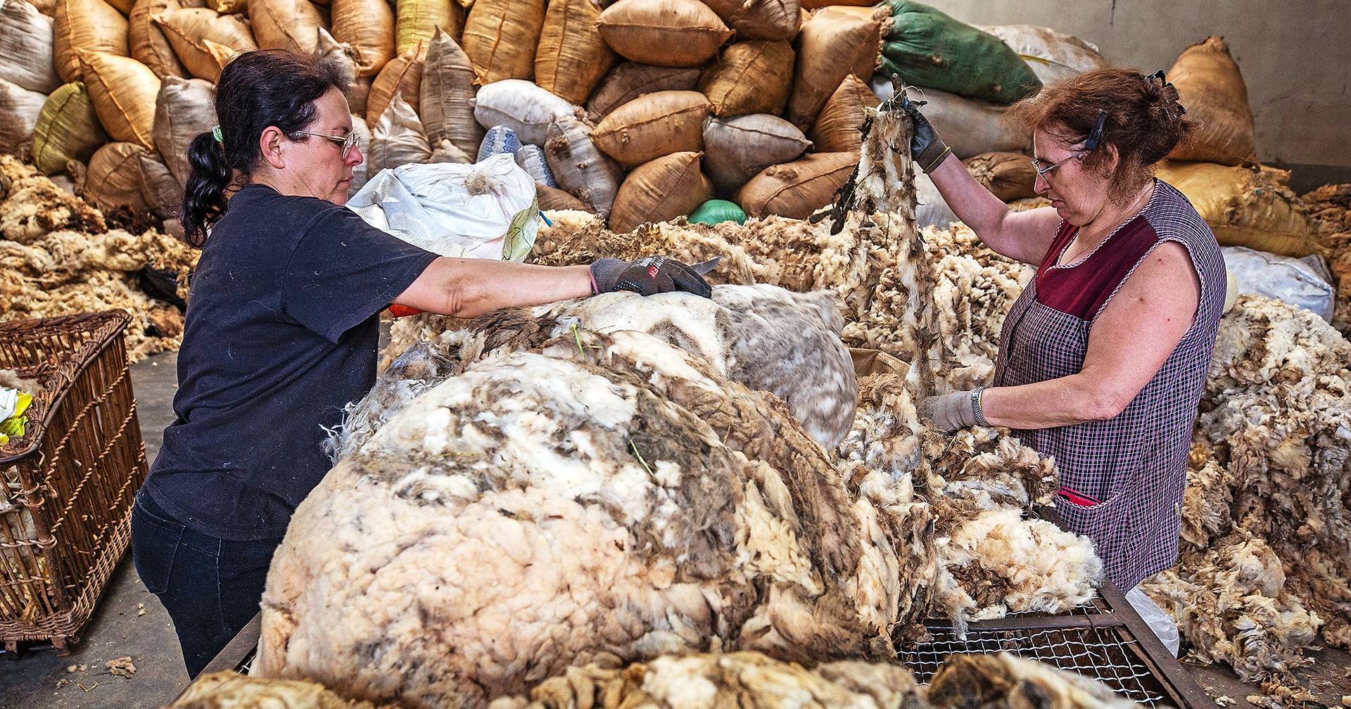 A lã portuguesa está por um fio: “Estamos a deitar ao lixo matéria-prima nobre”