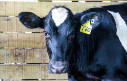 Sanidade Animal - Primeira etapa da Campanha de Vacinação contra Brucelose teve início nesta quinta e vai até 30 de junho em todo o Estado de São Paulo - Defesa Agropecuária do Estado de São Paulo