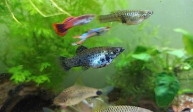 Programa “Floresta Azul” para restauro de pradarias marinhas garante dois milhões de euros do Fundo Ambiental até 2027