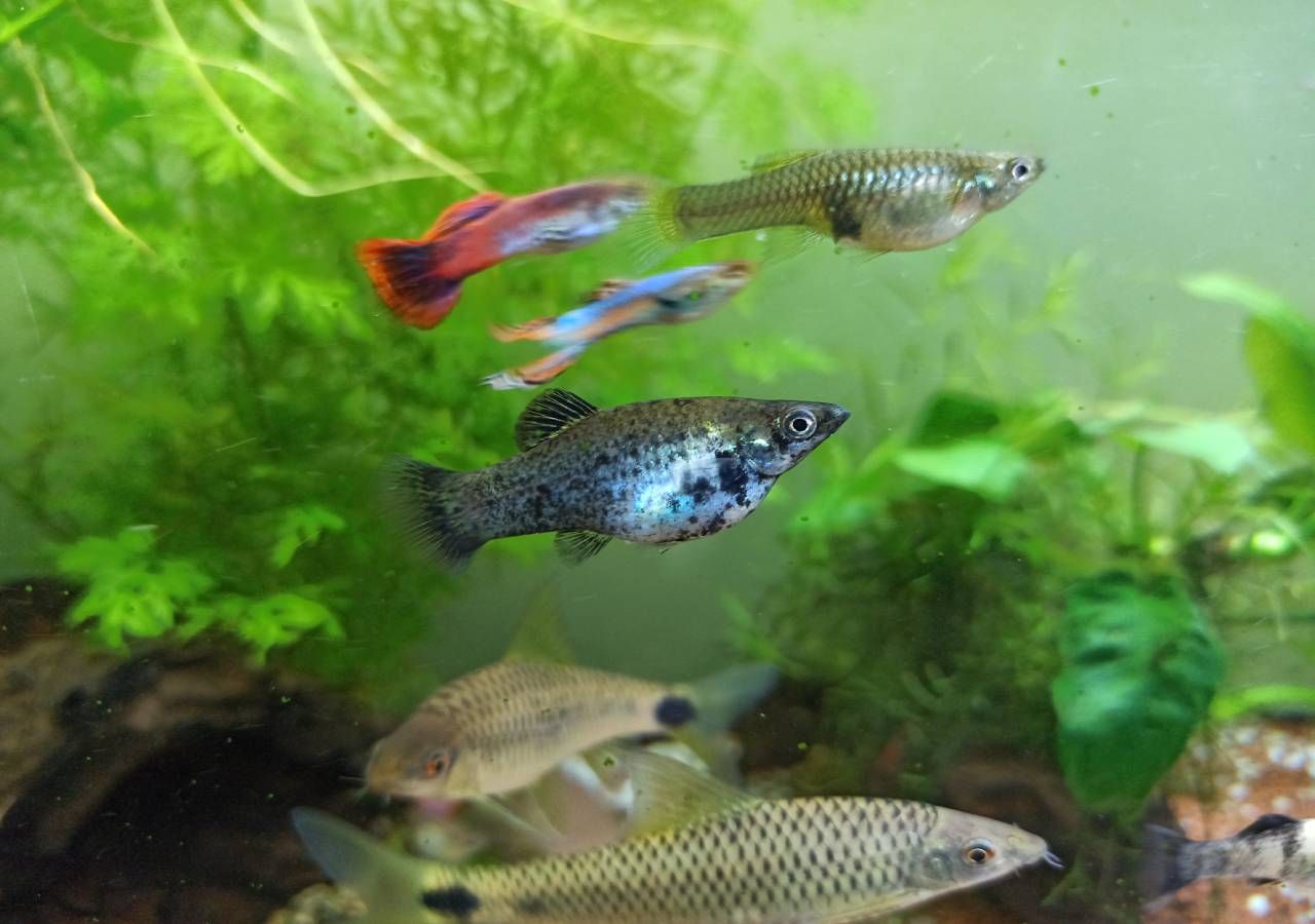 Programa “Floresta Azul” para restauro de pradarias marinhas garante dois milhões de euros do Fundo Ambiental até 2027