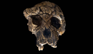 Ancestral humano caminhava ereto há 7 milhões de anos - 06/01/2026 - Ciência