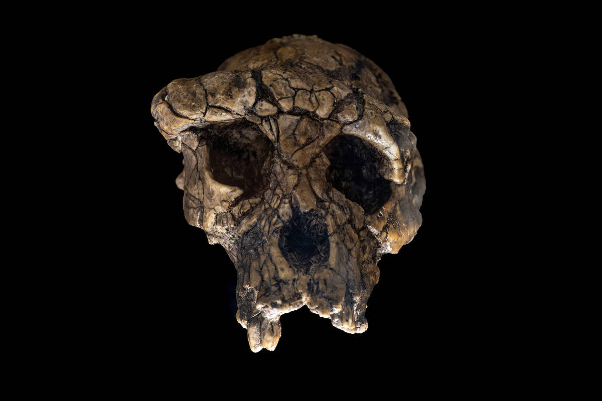 Ancestral humano caminhava ereto há 7 milhões de anos - 06/01/2026 - Ciência