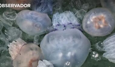 Medusas e anémonas têm padrões de sono semelhantes a humanos – Observador