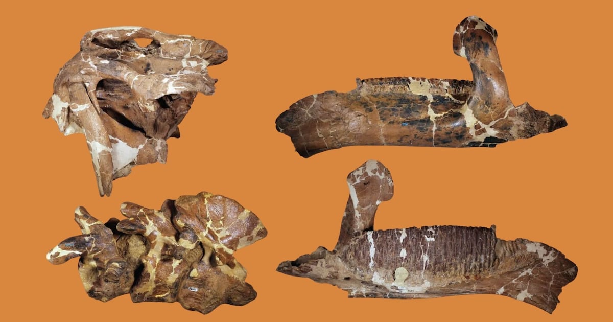 Fósseis reanalisados revelam dinossauro gigante desconhecido há mais de um século – Noticias R7