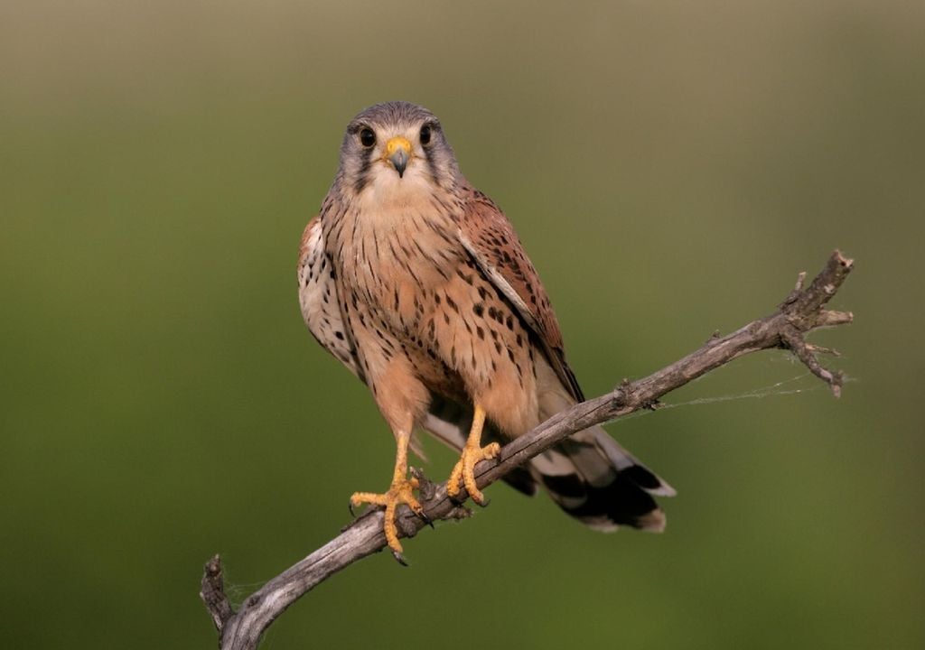 Peneireiro-de-dorso-malhado