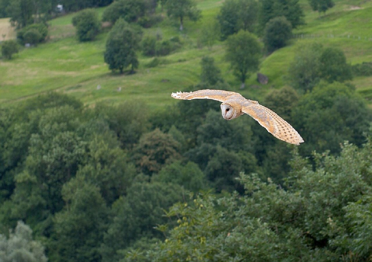 Mais de 80% das aves de rapina que sobrevoam os céus de Portugal estão contaminadas com veneno para roedores