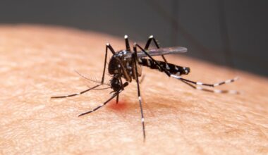 Passo Fundo registra queda de 92% nos casos de dengue e não tem mortes pela doença