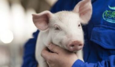 Escolha por vacinas registradas reduz riscos na sanidade dos rebanhos – Noticias R7