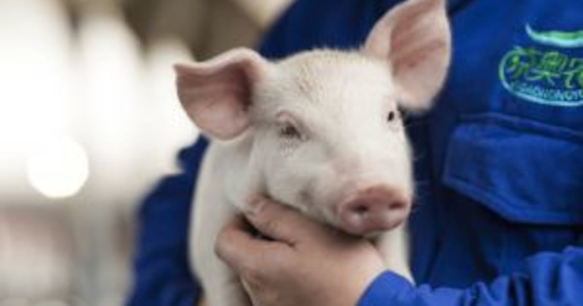 Escolha por vacinas registradas reduz riscos na sanidade dos rebanhos – Noticias R7