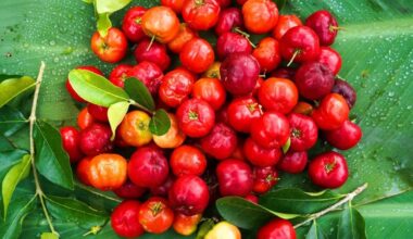 Acerola: conheça a superfruta tropical rica em vitamina C e fácil de cultivar no quintal