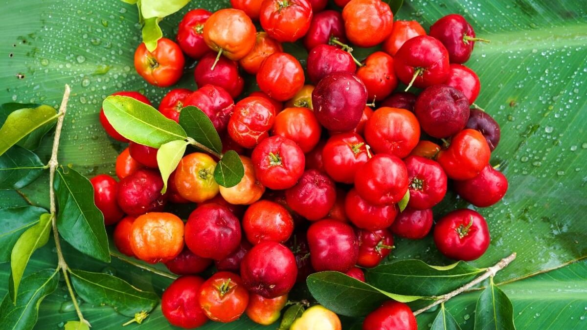 Acerola: conheça a superfruta tropical rica em vitamina C e fácil de cultivar no quintal