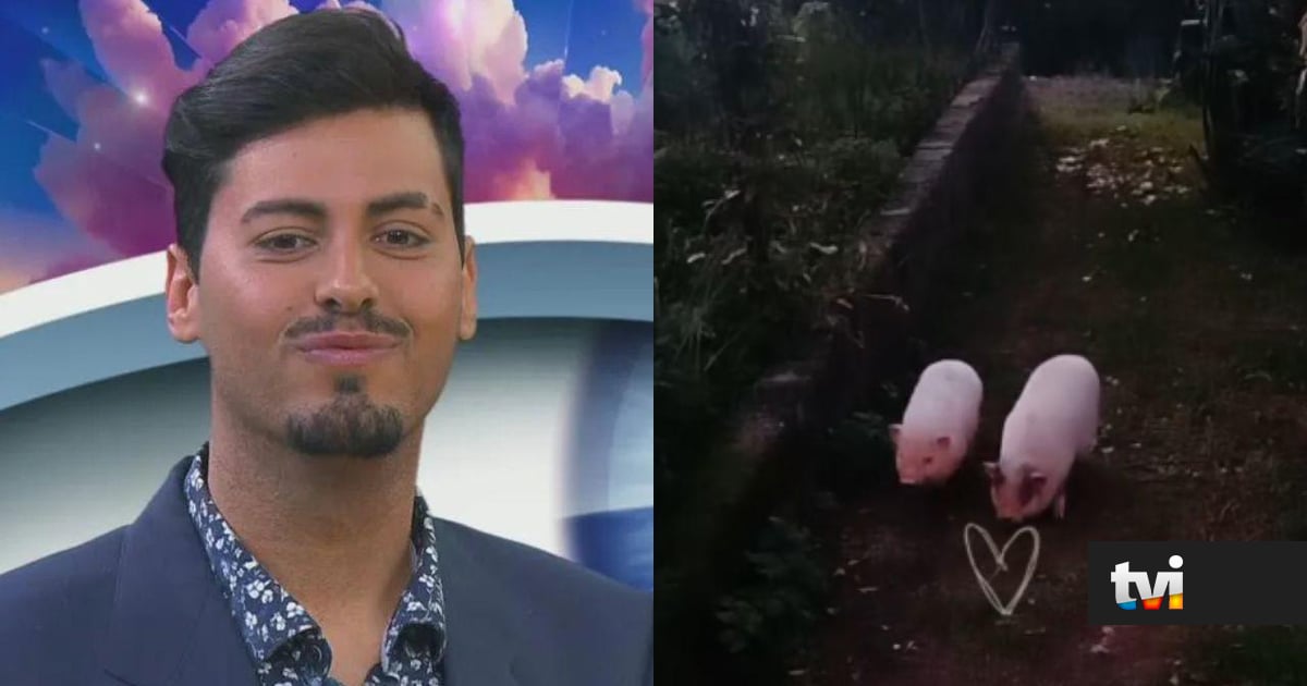 Do Secret Story para A Quinta? Porcos de Leandro tormam-se "celebridades" e o resultado é hilariante - Primeira Companhia