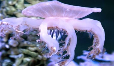 Não têm cérebro mas dormem como os humanos: alforrecas ajudam a explicar para que serve o sono