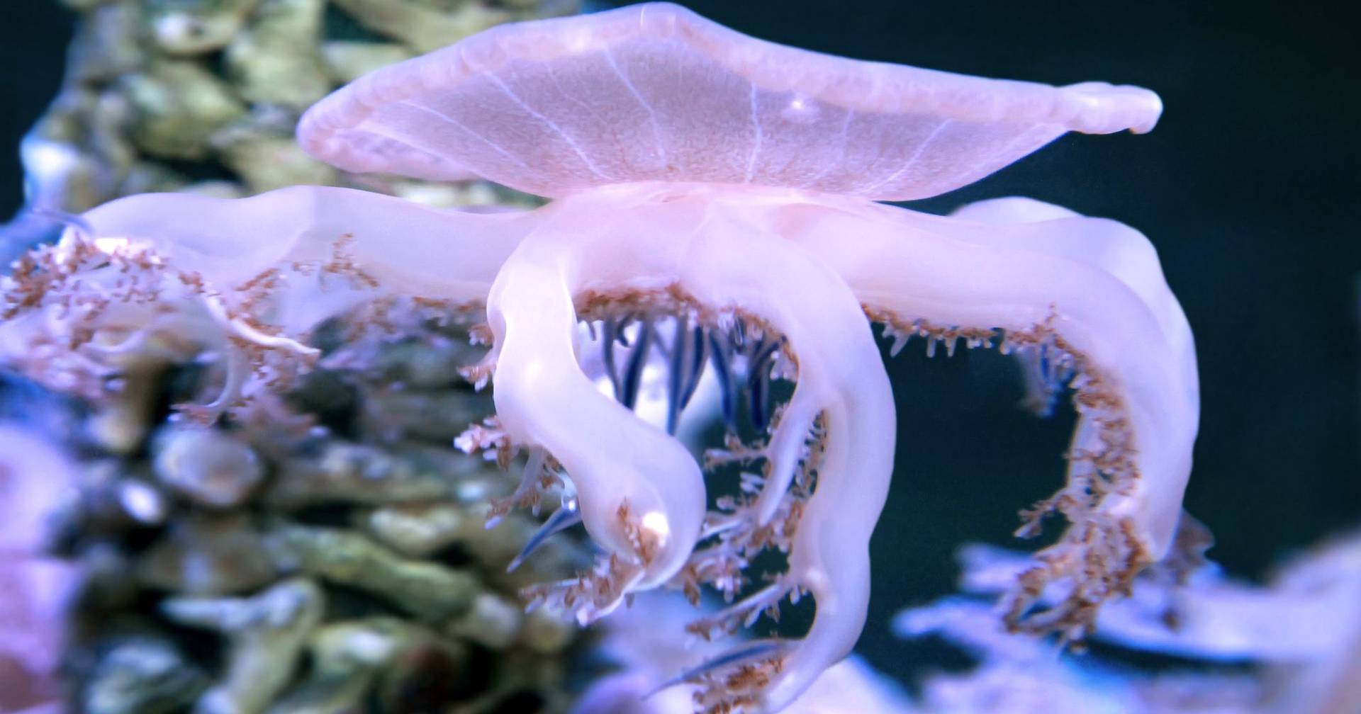 Não têm cérebro mas dormem como os humanos: alforrecas ajudam a explicar para que serve o sono