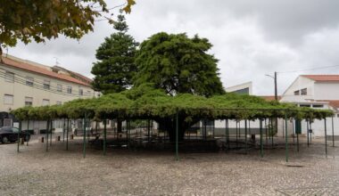 Cedro de Runa eleito Árvore do Ano em Portugal