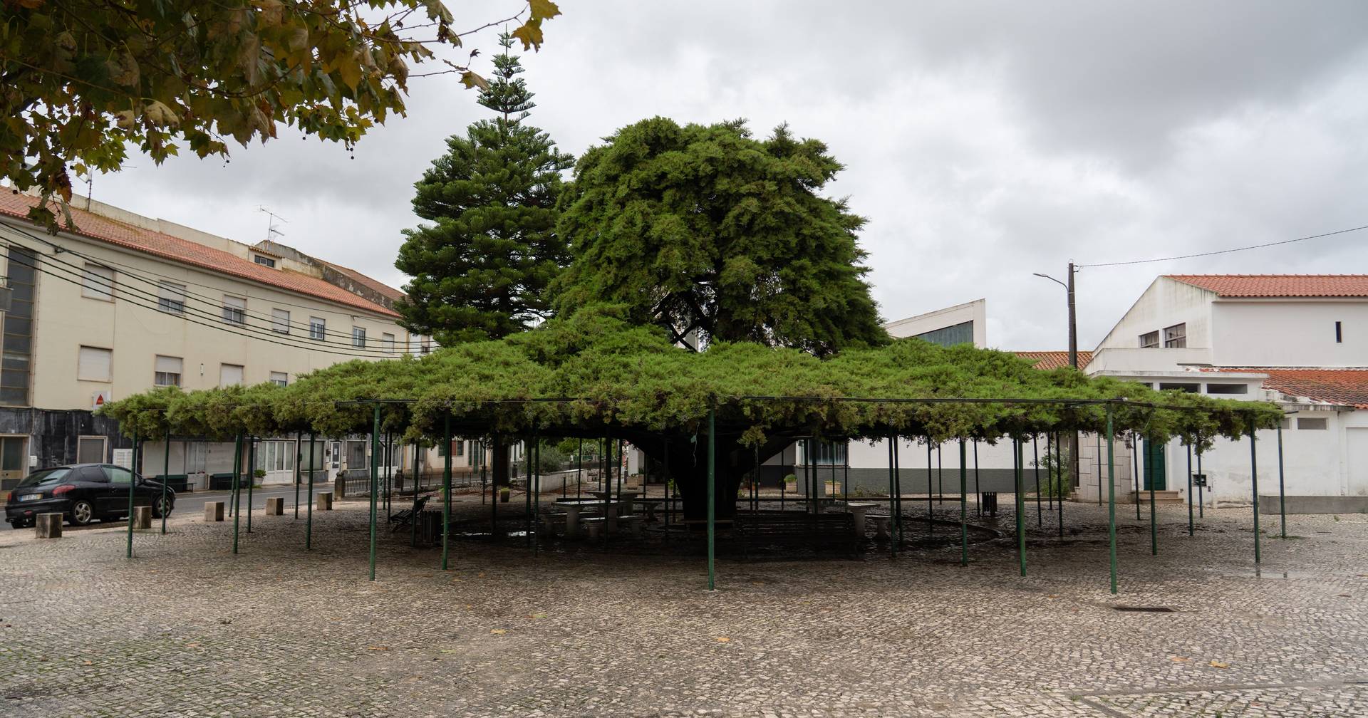 Cedro de Runa eleito Árvore do Ano em Portugal