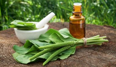 8 benefícios da planta e como usá-la no dia a dia – CartaCapital