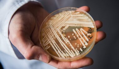 Identificados primeiros casos de de infeção pelo fungo 'Candida auris' em Portugal