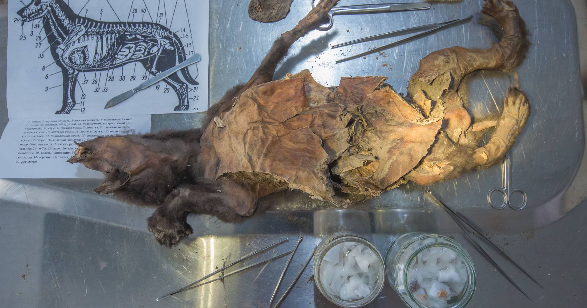 Genoma de rinoceronte-lanoso recuperado do estômago de lobo da Idade do Gelo