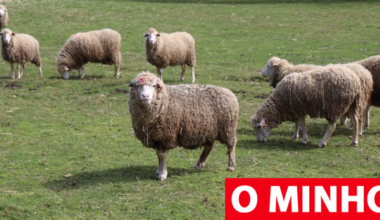 "Valem 200 euros cada uma"