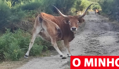 Lidl dá 180 mil euros para recuperar 30 hectares de natureza no Parque Nacional da Peneda-Gerês