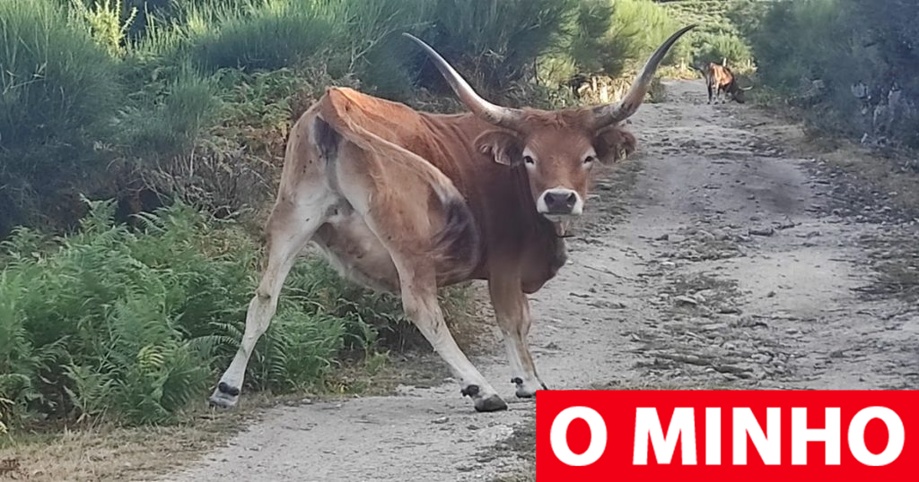 Lidl dá 180 mil euros para recuperar 30 hectares de natureza no Parque Nacional da Peneda-Gerês