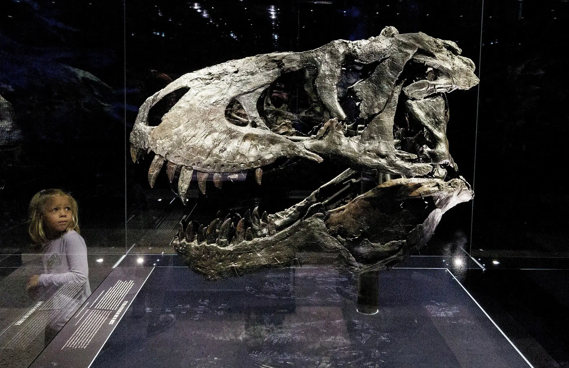 Novo estudo mostra que Tyrannosaurus rex podiam crescer até aos 40 anos