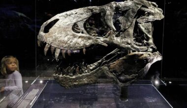 Novo estudo mostra que Tyrannosaurus rex podiam crescer até aos 40 anos