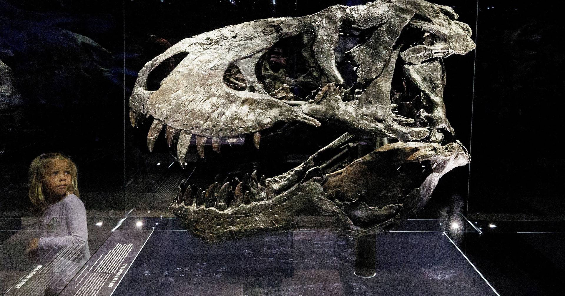 Novo estudo mostra que Tyrannosaurus rex podiam crescer até aos 40 anos