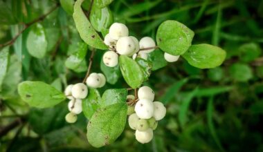Plantas usam genes bacterianos para criar remédios poderosos e sustentáveis – Noticias R7