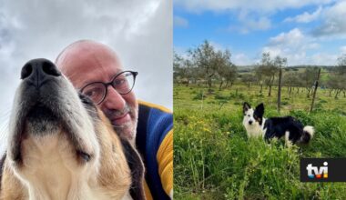 Entre cães, gatos, cavalos e ovelhas: estes são os animais que fazem parte da vida de Manuel Luís Goucha - Dois às 10