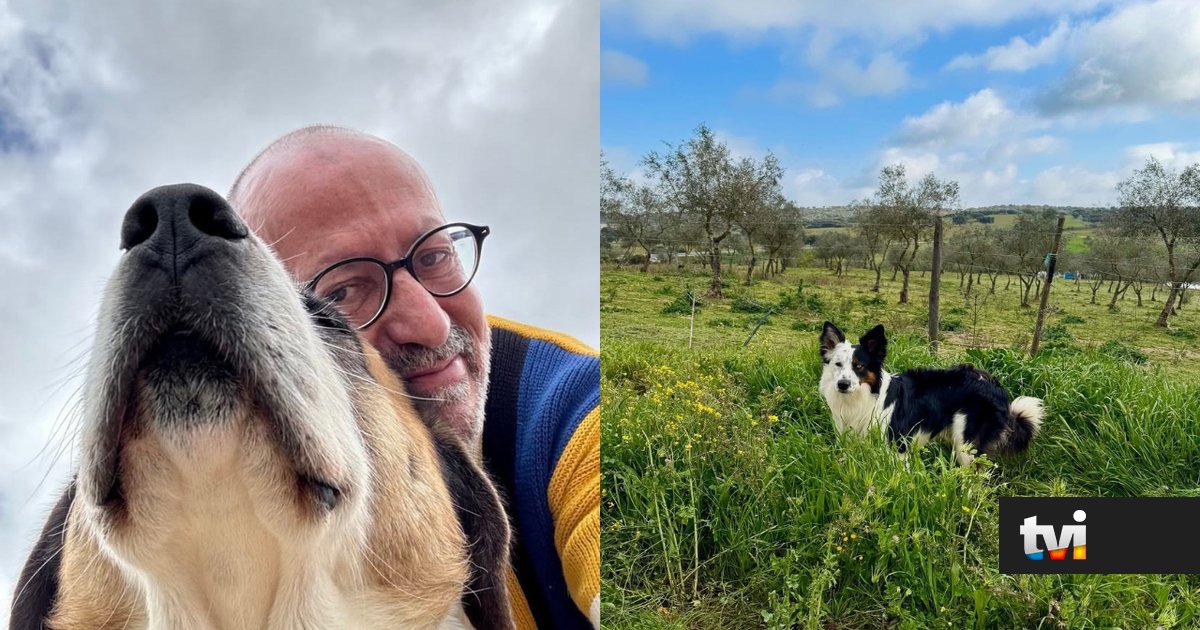 Entre cães, gatos, cavalos e ovelhas: estes são os animais que fazem parte da vida de Manuel Luís Goucha - Dois às 10