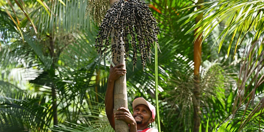Açaí, o fruto amazónico que conquistou o mundo