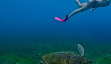 Isis Valverde mergulha com tartarugas em Fernando de Noronha | Celebridades
