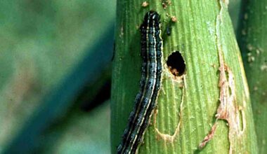 Glifosato não afeta eficácia de vírus contra Spodoptera frugiperda