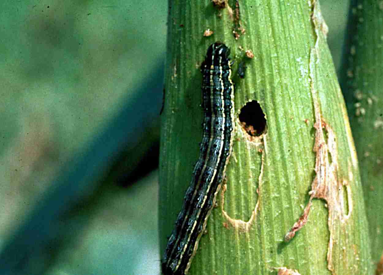 Glifosato não afeta eficácia de vírus contra Spodoptera frugiperda