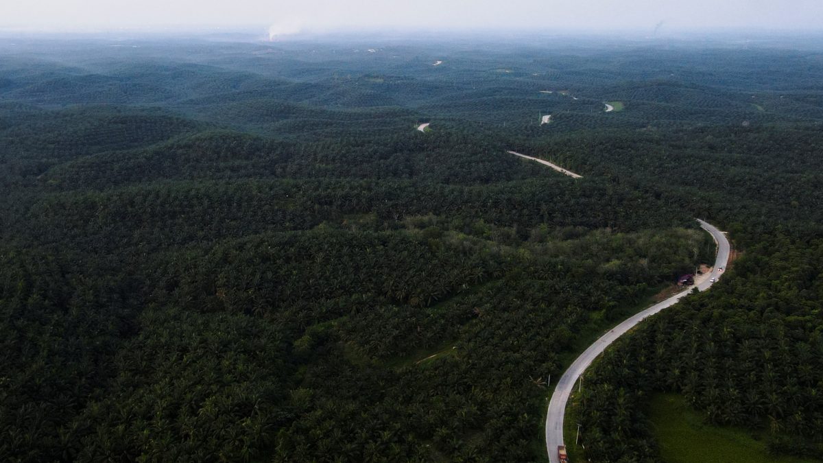Indonésia Pode Confiscar Mais 5 Mi Hectares de Plantações de Óleo de Palma em 2026