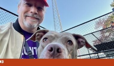 Sem folgas nem feriados: o homem que passeia cães de abrigos todos os dias | Animais