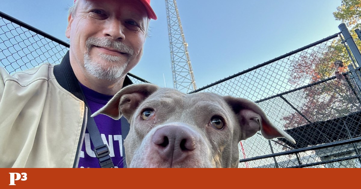 Sem folgas nem feriados: o homem que passeia cães de abrigos todos os dias | Animais