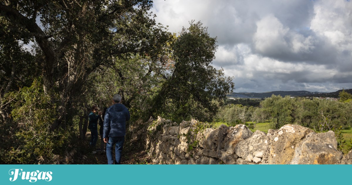 Santa Bárbara de Nexe convida a caminhar “pela natureza e pelas memórias | Algarve